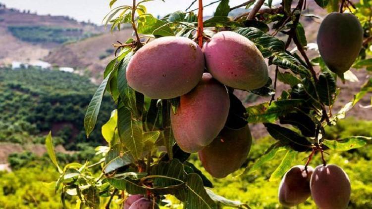 cultivo mango futuro